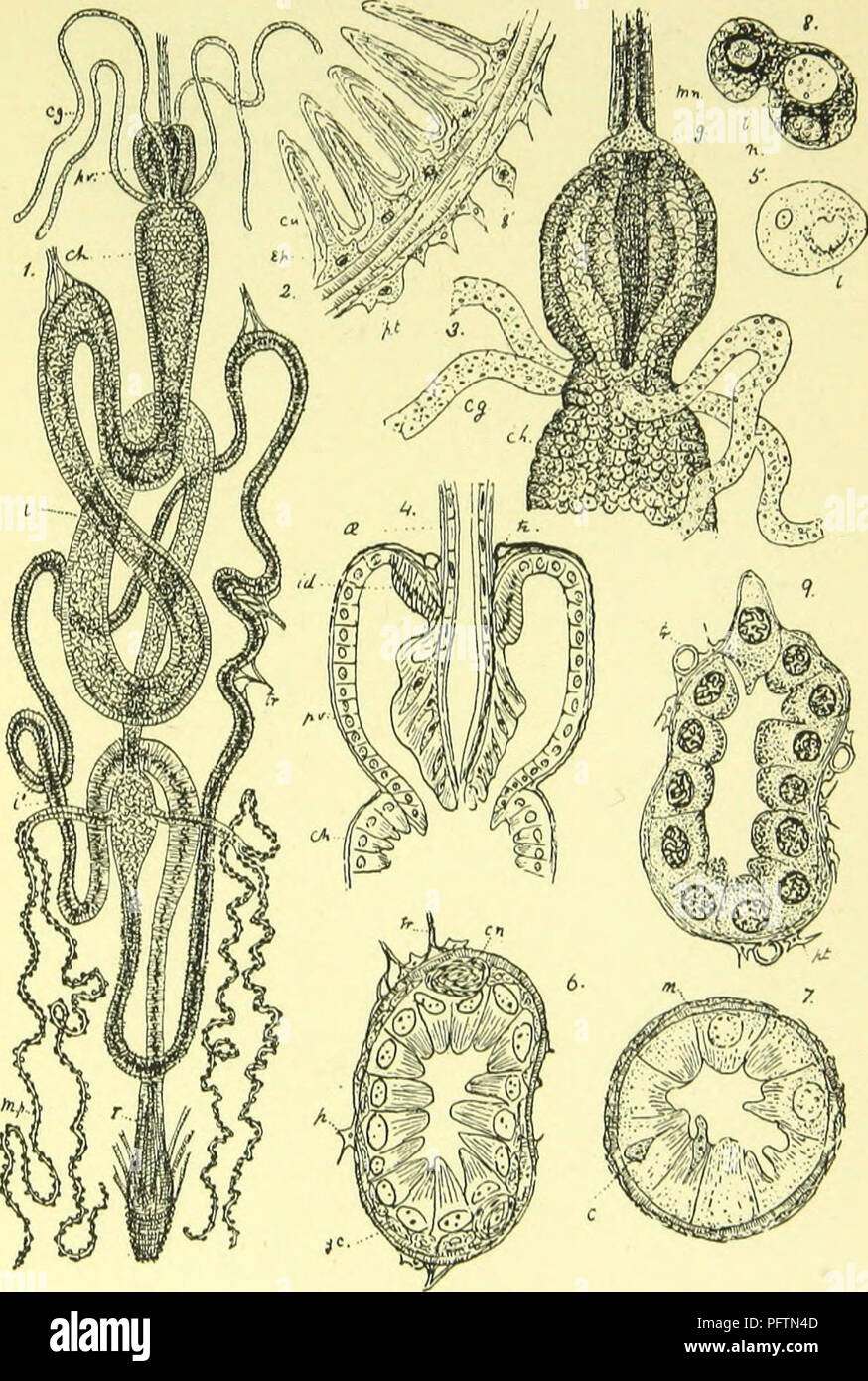 . The anatomy, physiology, morphology and development of the blow-fly (Calliphora erythrocephala.) A study in the comparative anatomy and morphology of insects; with plates and illustrations executed directly from the drawings of the author;. Blowflies. THE AI.IMENIARY CANAI. OF THE I.ARVA.. Please note that these images are extracted from scanned page images that may have been digitally enhanced for readability - coloration and appearance of these illustrations may not perfectly resemble the original work.. Lowne, Benjamin Thompson, 1839-. London, Pub. for the author by R. H. Porter Stock Photo