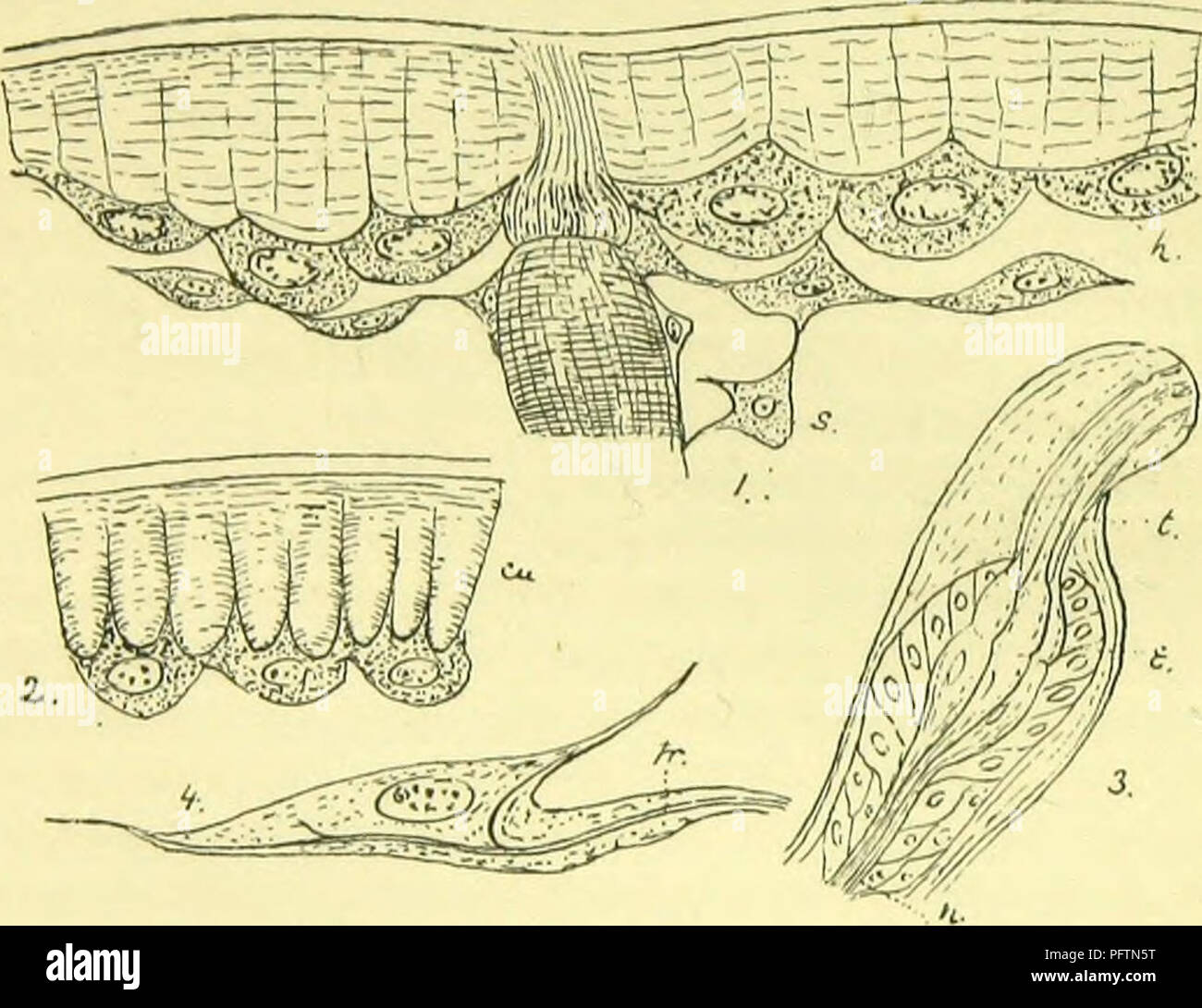 This image shows the anatomical and morphological structures of the ...