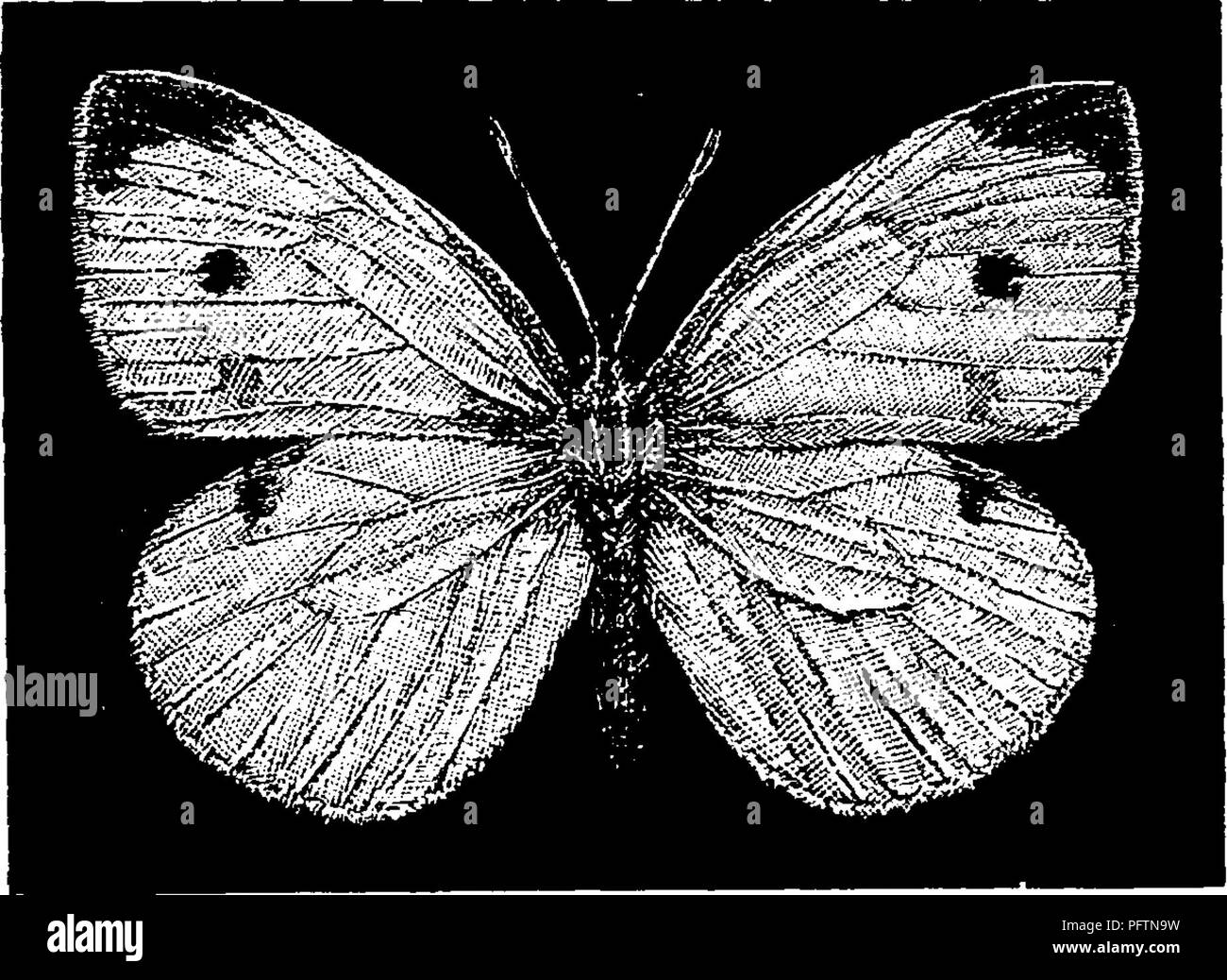 Cabbage white butterfly pupa Black and White Stock Photos & Images Alamy