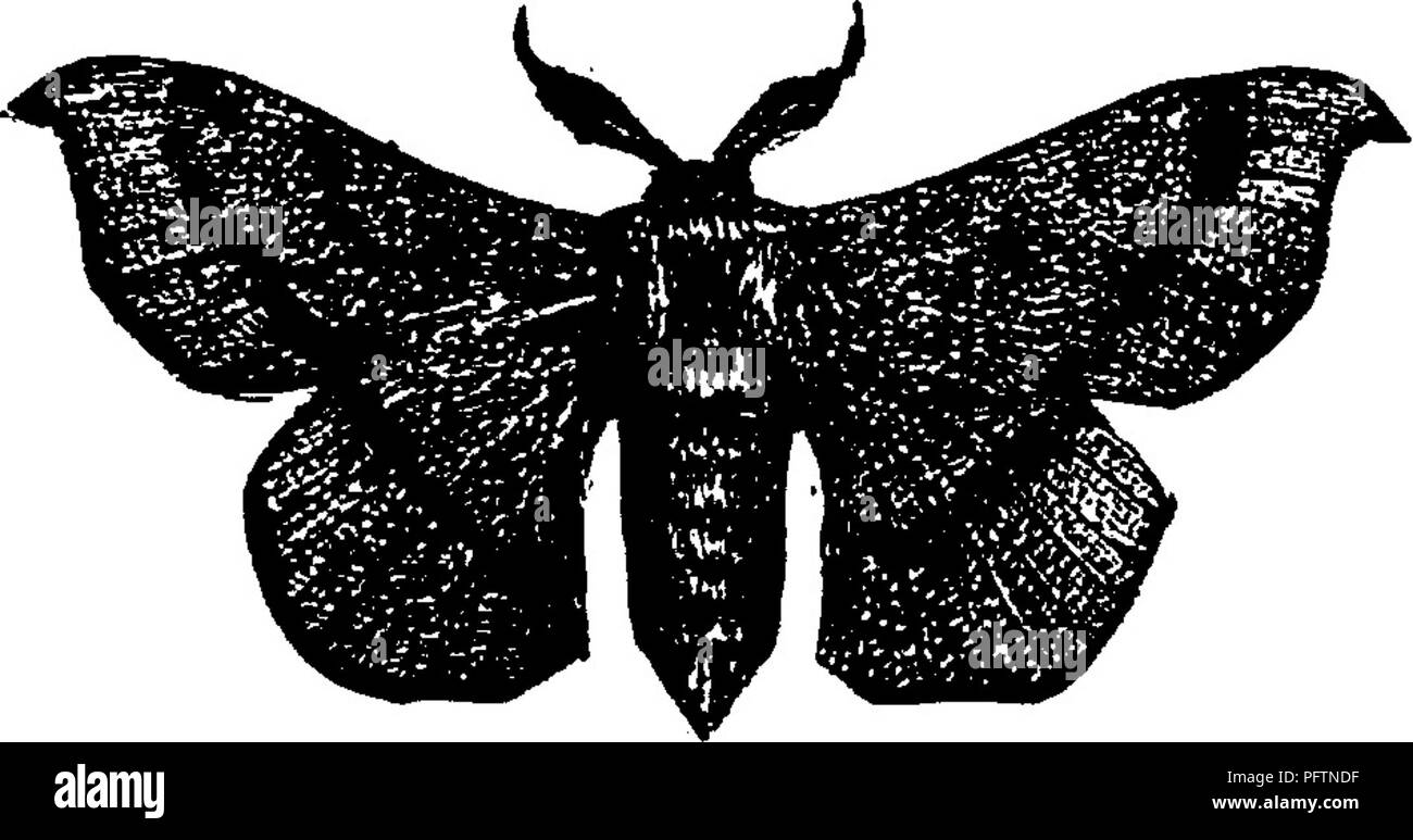 Cell Shaded Insect Black spot end of the cell hi-res stock photography and images - Alamy