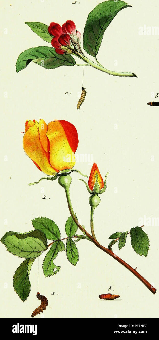 Geschichte Europa Ischer Schmetterlinge Insects W R 5 S Fyfhf T2t S Orfru Af Jf C Ecuurzaej Jss 3 T F S Anas C Jtsana Please Note That These Images Are Extracted From Scanned Page Images That May