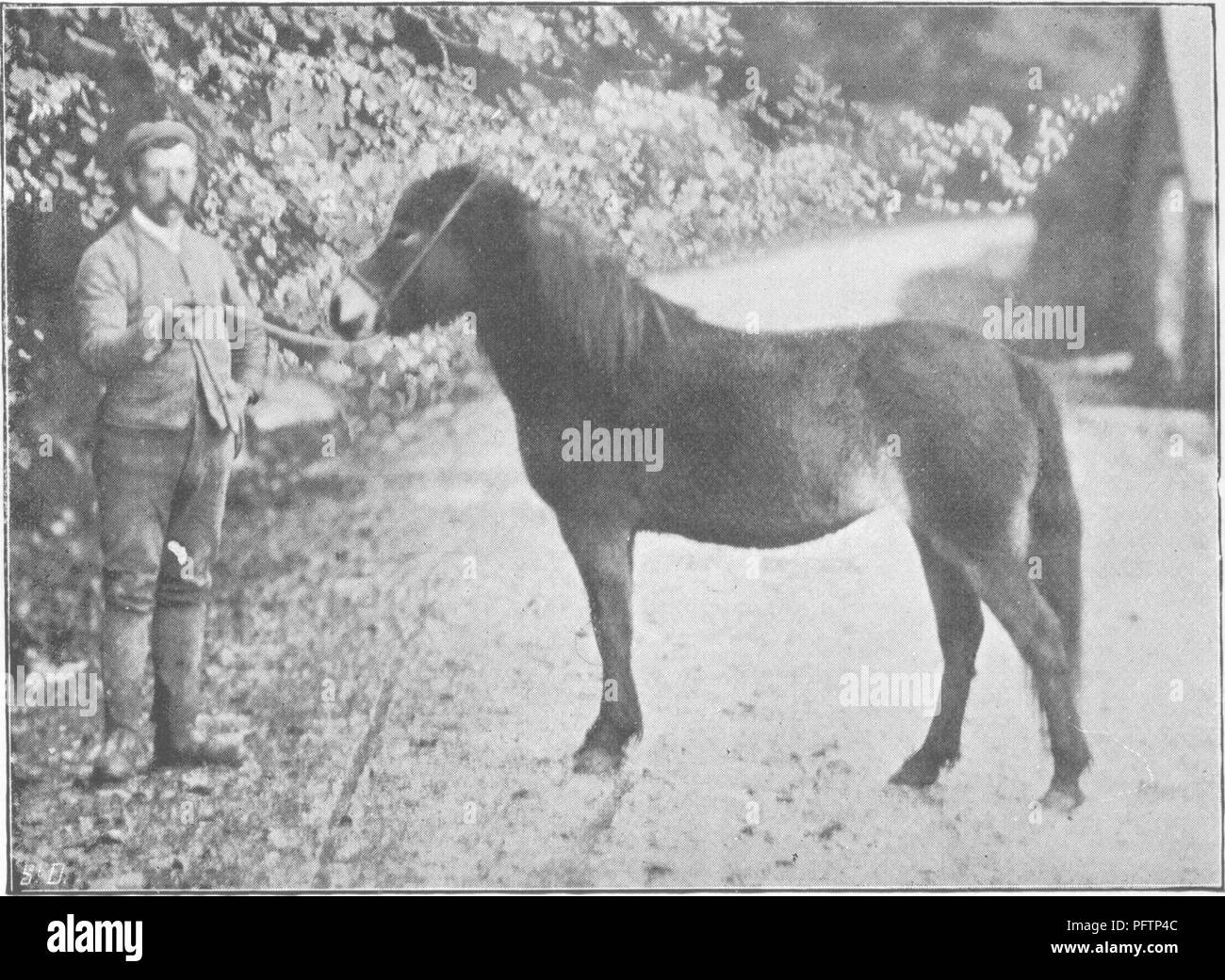 . Points of the horse; a treatise on the conformation, movements, breeds and evolution of the horse. Horses. Haytnan 6-' So)i. Fig. 348.—Mr. Edward Mucki.ow, Junr.'s Exmoor Pony Stallion, Royal Oak.. Hay man &amp; Sou. To face p. 268. Fig. 349.—Mr. Edward Mucklow, Junr.'s Exmoor Pony Mare, Gladys.. Please note that these images are extracted from scanned page images that may have been digitally enhanced for readability - coloration and appearance of these illustrations may not perfectly resemble the original work.. Hayes, M. Horace (Matthew Horace), 1842-1904. London, W. Thacker &amp; co Stock Photo
