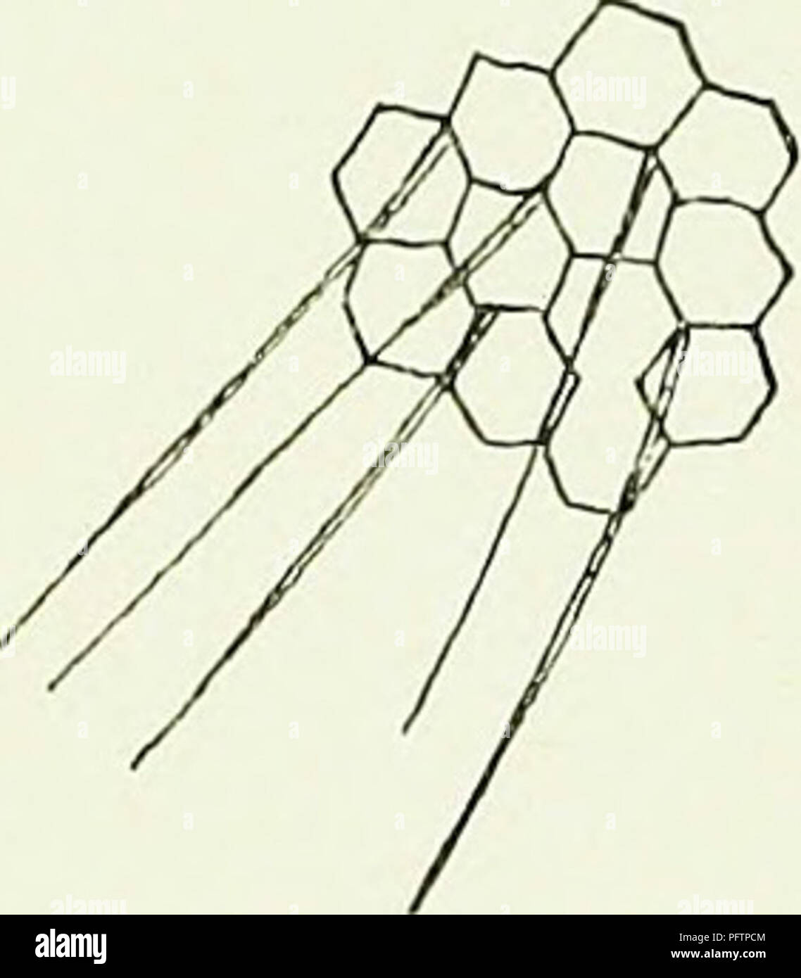 This image explores the complex behavior and anatomy of bees, focusing ...