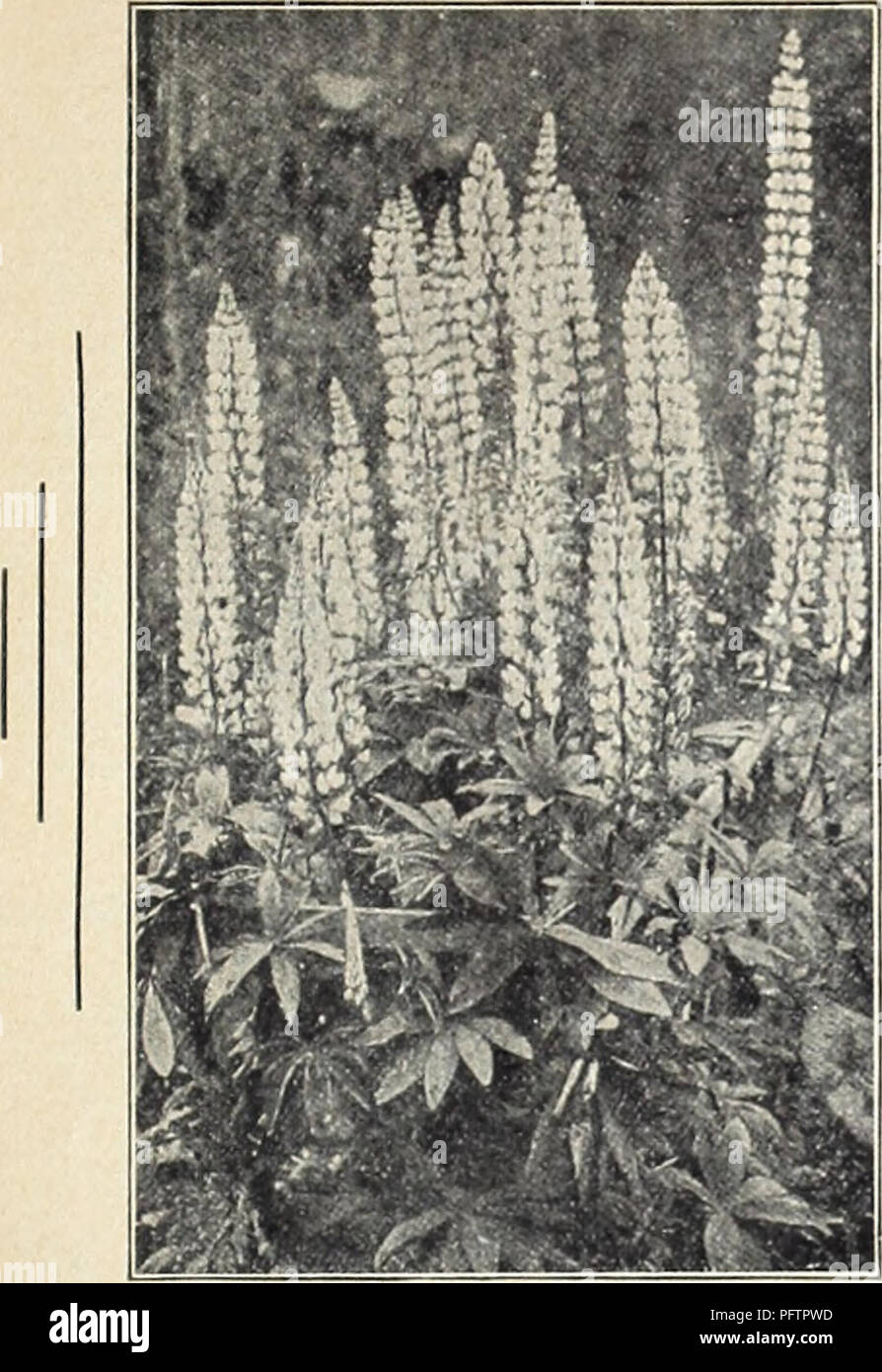 . Currie's garden annual. Flowers Seeds Catalogs; Bulbs (Plants) Seeds Catalogs; Vegetables Seeds Catalogs; Nurseries (Horticulture) Catalogs; Plants, Ornamental Catalogs; Gardening Equipment and supplies Catalogs. MONARDA (Bergomot) OIDYMA, CAMBRIDGE SCAR- LET (Oswkego Teo)—Brilliant crimson-scarlet. VIOLACEA — Bright amaranth red. Plonts, 25c; doz., $2.50. HYBRIDA MIXED—Pkt., 15c. MYOSOTIS (Forget-me-nol') PALUSTRIS SEMPERFLORENS — Azure blue; fine for shady nooks. Plants, 25c; doz., $2.50; seeds, Pkt., 10c. OENOTHERA (Evening Primrose) LAMARCKIANA — Spikes of w fl( t., 10c. FRASERI — Rich g Stock Photo