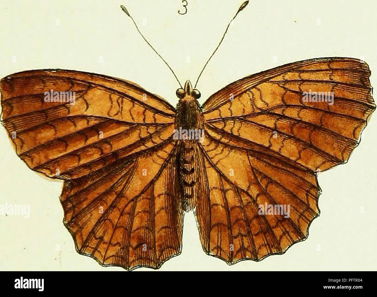 This collection showcases over 240 illustrations of exotic insects ...