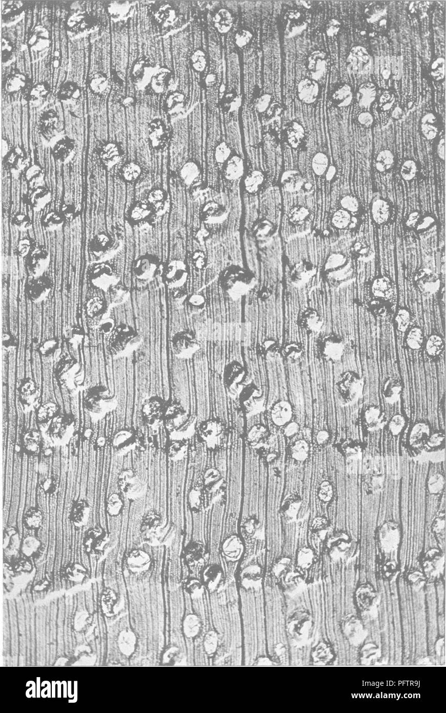 Versicolor Black And White Stock Photos Images Alamy Images, Photos, Reviews