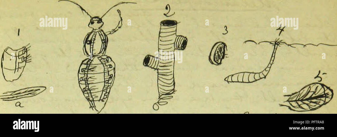 Insecty Behavior This syllabus provides a comprehensive overview of entomology ...