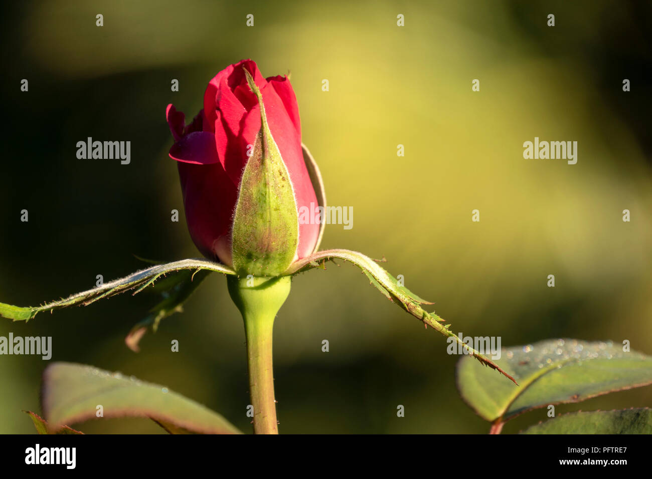 Opening rose bud hires stock photography and images Alamy