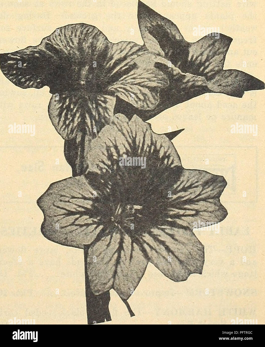 . Currie's garden annual : 63rd year spring 1938. Flowers Seeds Catalogs; Bulbs (Plants) Seeds Catalogs; Vegetables Seeds Catalogs; Nurseries (Horticulture) Catalogs; Plants, Ornamental Catalogs; Gardening Equipment and supplies Catalogs. Scabiosa (Azure Fairy) SILENE (Catchfly) PENDULA COMPACTA—Dwarf, hardy annual, bearing pretty, pink flowers freely; 6 inches. -- Pkt. 10c (For Perennial Seeds, See Page 59). SalplclowU. Please note that these images are extracted from scanned page images that may have been digitally enhanced for readability - coloration and appearance of these illustrations m Stock Photo