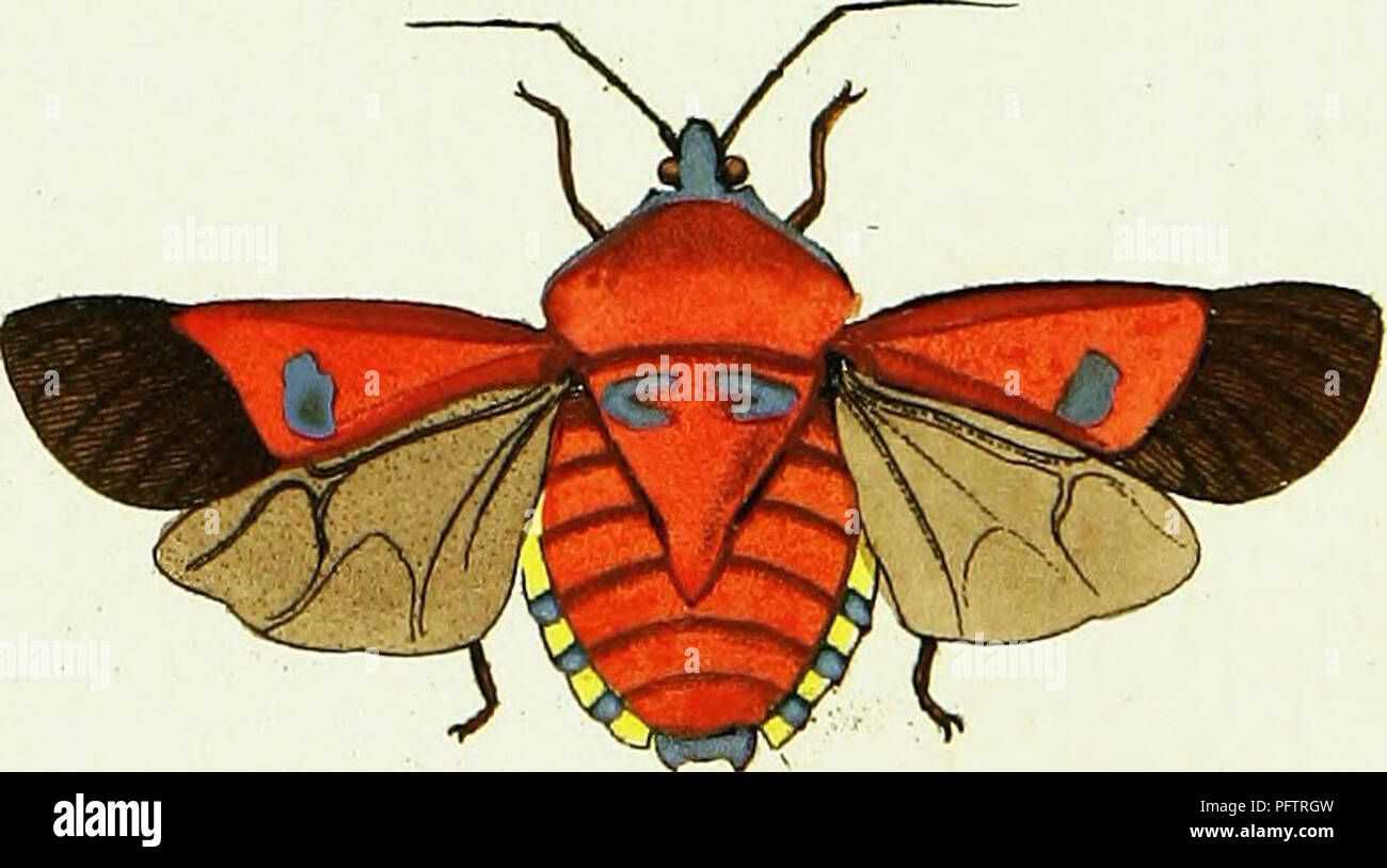 This work showcases over 240 illustrations of exotic insects from ...