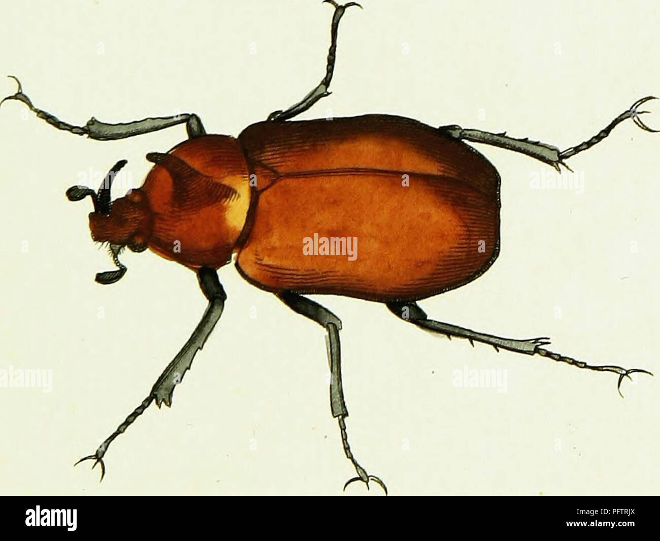 This collection features over 240 figures of exotic insects, showcasing ...
