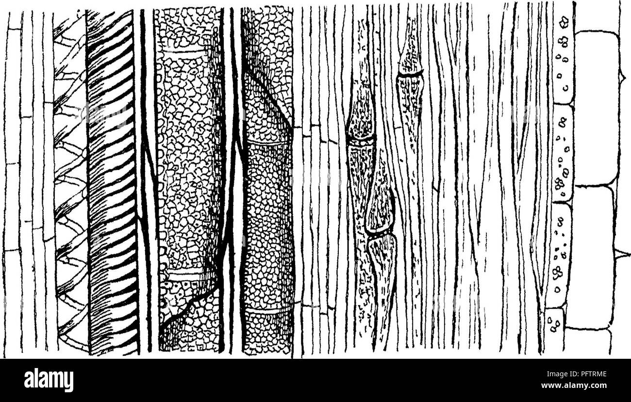 . Wood; a manual of the natural history and industrial applications of the timbers of commerce. Wood; Timber. 12 OF WOOD IN GENERAL such ceUular tissue, when its constituent cells are not more than three or four times long as they are broad, being technically known as parenchyma. ^ . ^ ^ a. As we have aheady seen, in addition to its function ol conduct- ing liquids, which necessitates these vessels or other conducting tissue, as it is termed physiologicaUy, the stem has to perform the mechanical function of bearing up a considerable weight—itself, its branches, leaves, etc. To enable it to do  Stock Photo