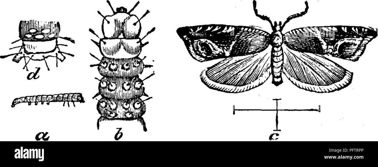 . Insects injurious to fruits. Illustrated with four hundred and forty wood-cuts. Insect pests. 324 INSECTS INJURIOUS TO THE STRAWBERRY. June, and appears as a moth early in July. The fore wings of the moth are reddish brown, streaked and spotted with black and white, as Fig. 335. shown in the figure at c; the hind wings and abdomen are duskv: the head and thorax redd is) 1 brown. When expanded, the wings measure nearly half an inch across. The eggs for the second brood of larvae are deposited during the latter part of July, the larvae attaining their full growth towards the end of September,  Stock Photo