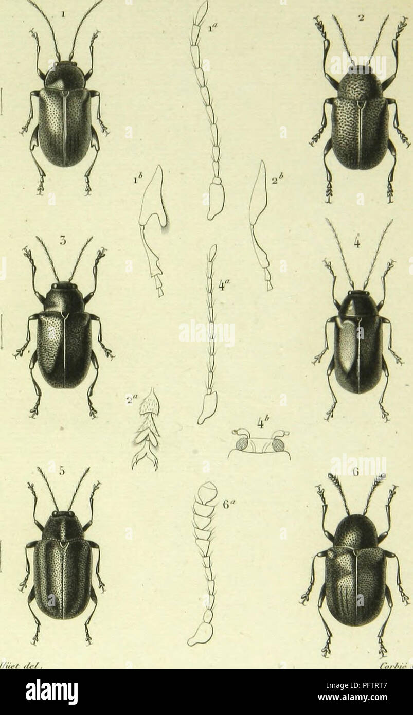 . Histoire naturelle des insectes : genera des coleopteres, ou expose methodique et critique de tous les genres proposes jusqu'ici dans cet ordre d'insects. Beetles. (ol,;,/&gt;l&lt;-rr.. I OloniS li-moiiili», I7i/.. •2 Al-O-olis lilimlU, {Vi/,. 7) AbirUS a-lliMi». Hin/m. 4 Tviniir.s vi-ili. /Vi/i .&quot;) KuPilspi.s villalUM, iVi/' () lIcllTolficluiS llulvi, ///'. /nif} Mi'fv/, ti Pans.. Please note that these images are extracted from scanned page images that may have been digitally enhanced for readability - coloration and appearance of these illustrations may not perfectly resemble the ori Stock Photo