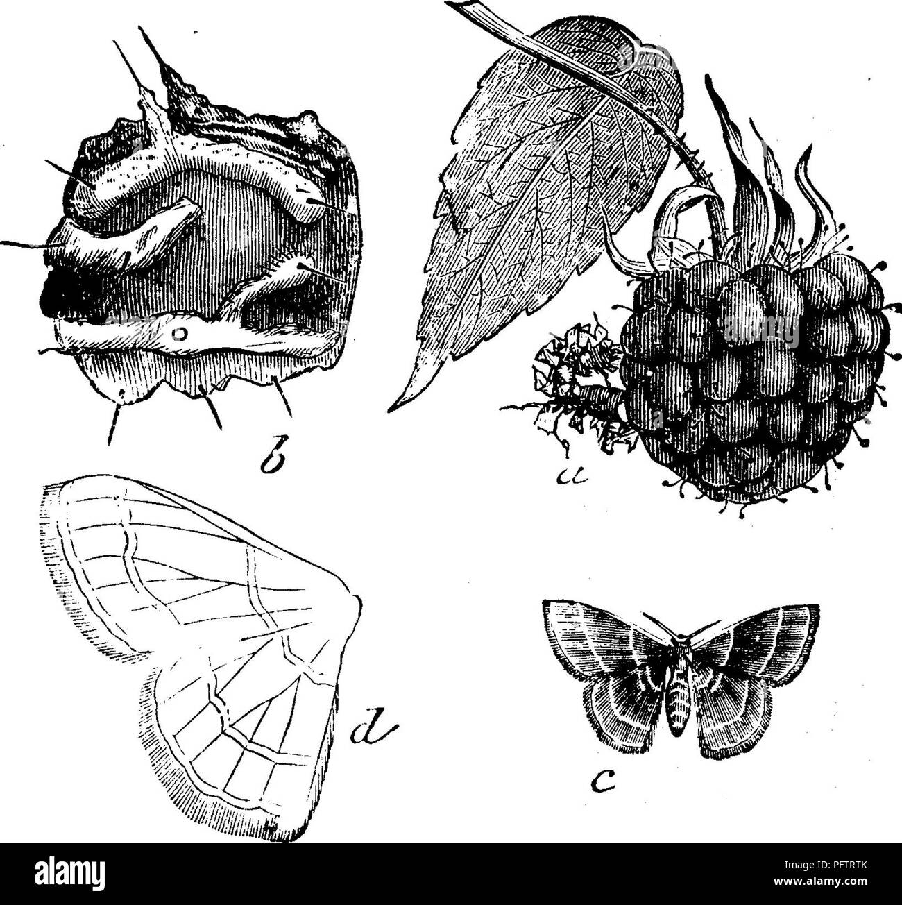 Species of raspberry Black and White Stock Photos & Images - Alamy