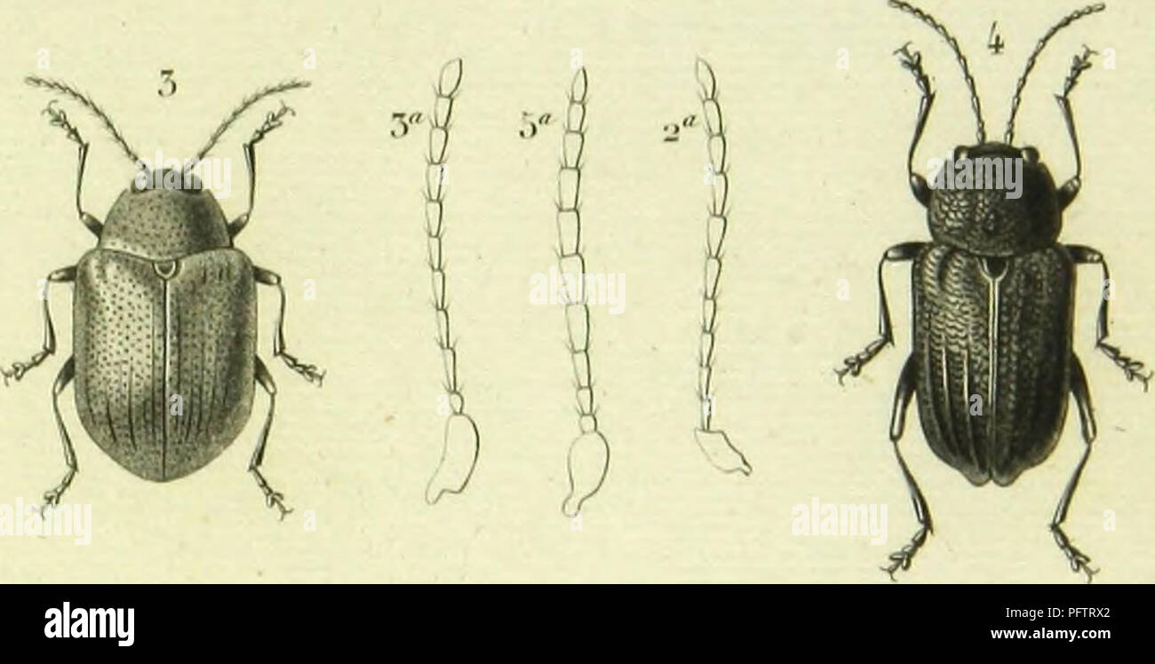 . Histoire naturelle des insectes : genera des coleopteres, ou expose methodique et critique de tous les genres proposes jusqu'ici dans cet ordre d'insects. Beetles. . Please note that these images are extracted from scanned page images that may have been digitally enhanced for readability - coloration and appearance of these illustrations may not perfectly resemble the original work.. Lacordaire, Theodore, 1801-1870; Chapuis, F. (Fe?licien), 1824-1879. Paris : Librairie Encyclopediaque de Roret Stock Photo