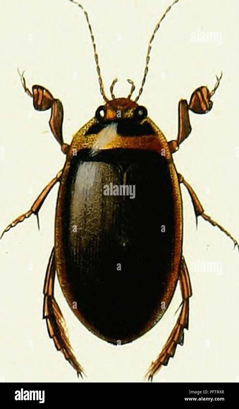 . Iconographie et histoire naturelle des cole?opte?res d'Europe;. Beetles; Entomology. . Please note that these images are extracted from scanned page images that may have been digitally enhanced for readability - coloration and appearance of these illustrations may not perfectly resemble the original work.. Dejean, Pierre Franc?ois Marie Auguste, comte, 1780-1845. Paris, Me?quignon-Marvis Stock Photo