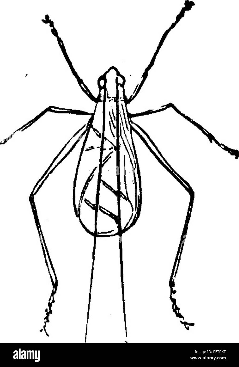 . Insects injurious to fruits. Illustrated with four hundred and forty wood-cuts. Insect pests. in the one cane, thus lengthening the gall and causing it to assume a very irregular shape. In April or May the larva penetrates into the pith, where Fig. 318. j^- jg i^iqyq secure from insect and other foes, and there changes to a chrysalis, from which the perfect beetle es- capes early in the summer. The eggs are deposited on the young canes probably in July, and the tiny young lar- vae, when hatched, eat into the cane, producing, in time, the mischievous results already de- tailed. Fig. 318, c, s Stock Photo