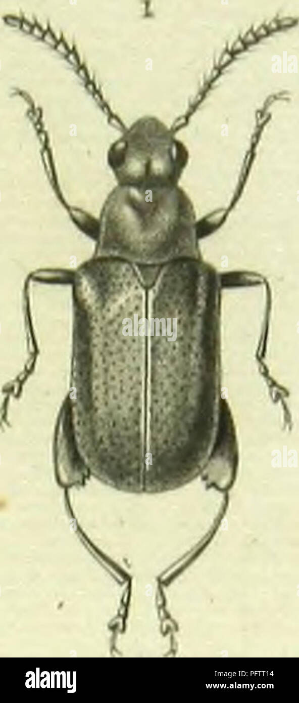 . Histoire naturelle des insectes : genera des coleopteres, ou expose methodique et critique de tous les genres proposes jusqu'ici dans cet ordre d'insects. Beetles. f'tffro/ttèrt. Please note that these images are extracted from scanned page images that may have been digitally enhanced for readability - coloration and appearance of these illustrations may not perfectly resemble the original work.. Lacordaire, Theodore, 1801-1870; Chapuis, F. (Fe?licien), 1824-1879. Paris : Librairie Encyclopediaque de Roret Stock Photo