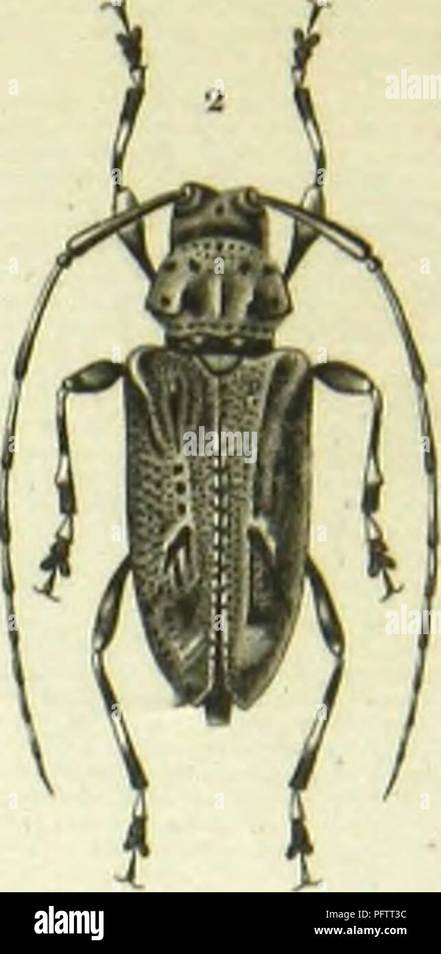 . Histoire naturelle des insectes : genera des coleopteres, ou expose methodique et critique de tous les genres proposes jusqu'ici dans cet ordre d'insects. Beetles. . Please note that these images are extracted from scanned page images that may have been digitally enhanced for readability - coloration and appearance of these illustrations may not perfectly resemble the original work.. Lacordaire, Theodore, 1801-1870; Chapuis, F. (Fe?licien), 1824-1879. Paris : Librairie Encyclopediaque de Roret Stock Photo