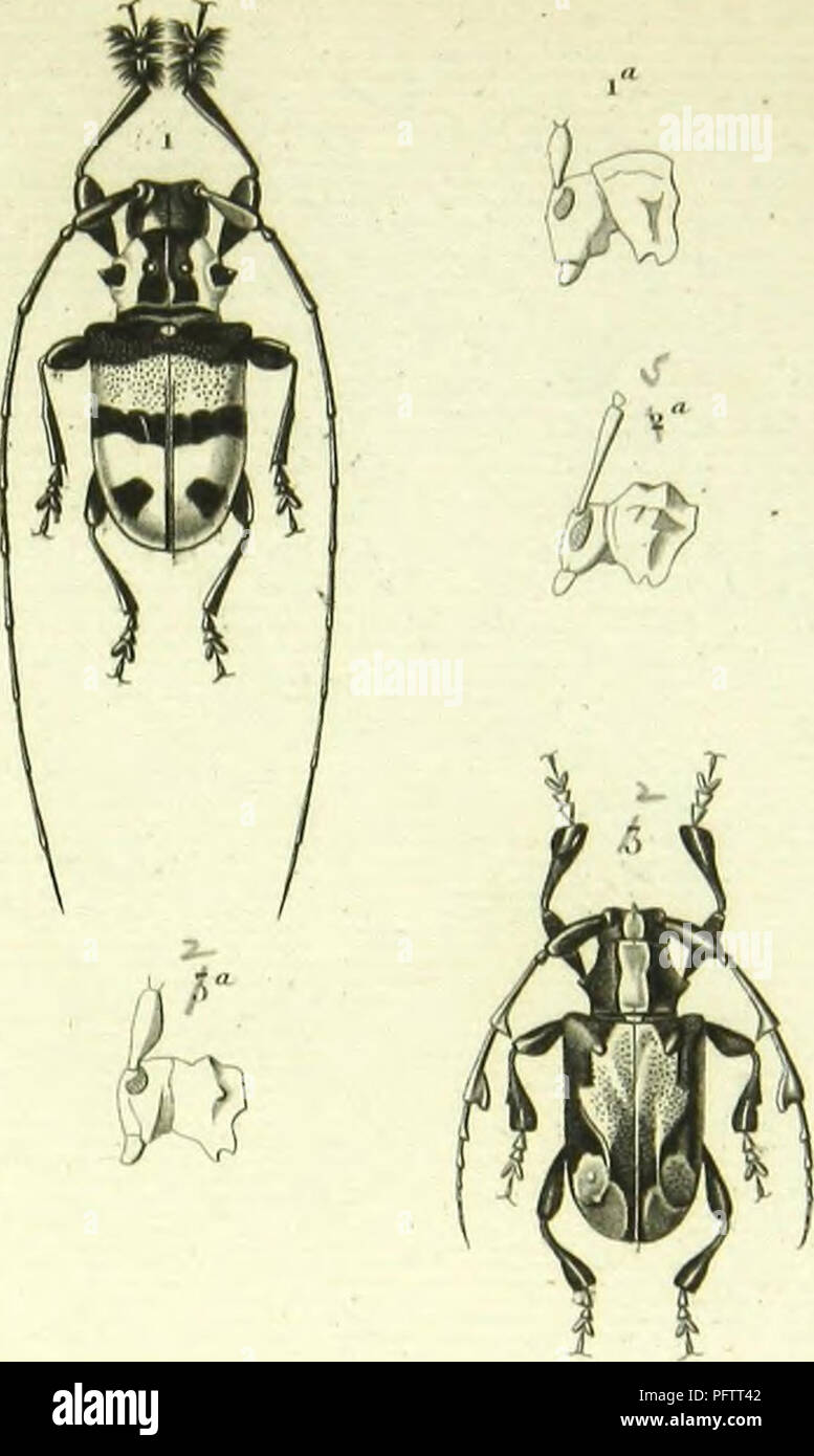 . Histoire naturelle des insectes : genera des coleopteres, ou expose methodique et critique de tous les genres proposes jusqu'ici dans cet ordre d'insects. Beetles. l'oléo/Mi n. ,.,7.. Please note that these images are extracted from scanned page images that may have been digitally enhanced for readability - coloration and appearance of these illustrations may not perfectly resemble the original work.. Lacordaire, Theodore, 1801-1870; Chapuis, F. (Fe?licien), 1824-1879. Paris : Librairie Encyclopediaque de Roret Stock Photo