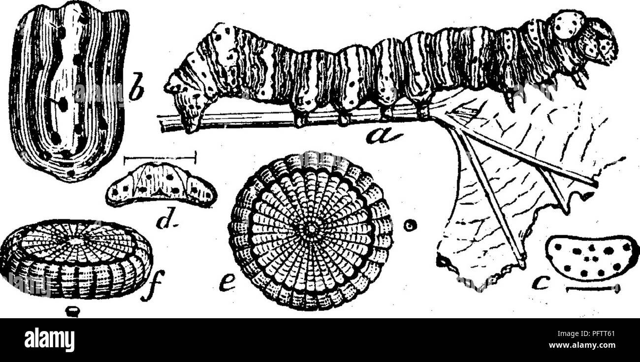 This illustration depicts the damage caused by insects on fruit tree ...