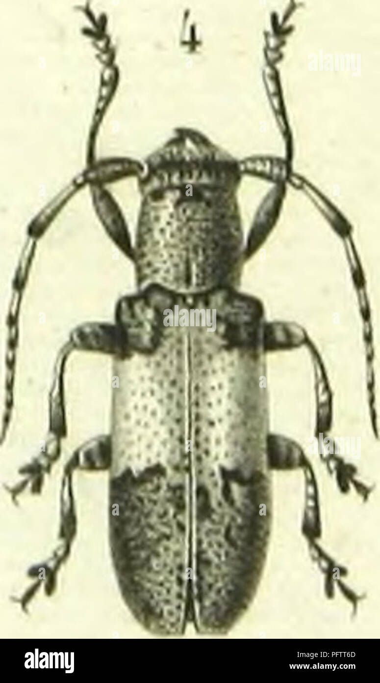 . Histoire naturelle des insectes : genera des coleopteres, ou expose methodique et critique de tous les genres proposes jusqu'ici dans cet ordre d'insects. Beetles. . Please note that these images are extracted from scanned page images that may have been digitally enhanced for readability - coloration and appearance of these illustrations may not perfectly resemble the original work.. Lacordaire, Theodore, 1801-1870; Chapuis, F. (Fe?licien), 1824-1879. Paris : Librairie Encyclopediaque de Roret Stock Photo