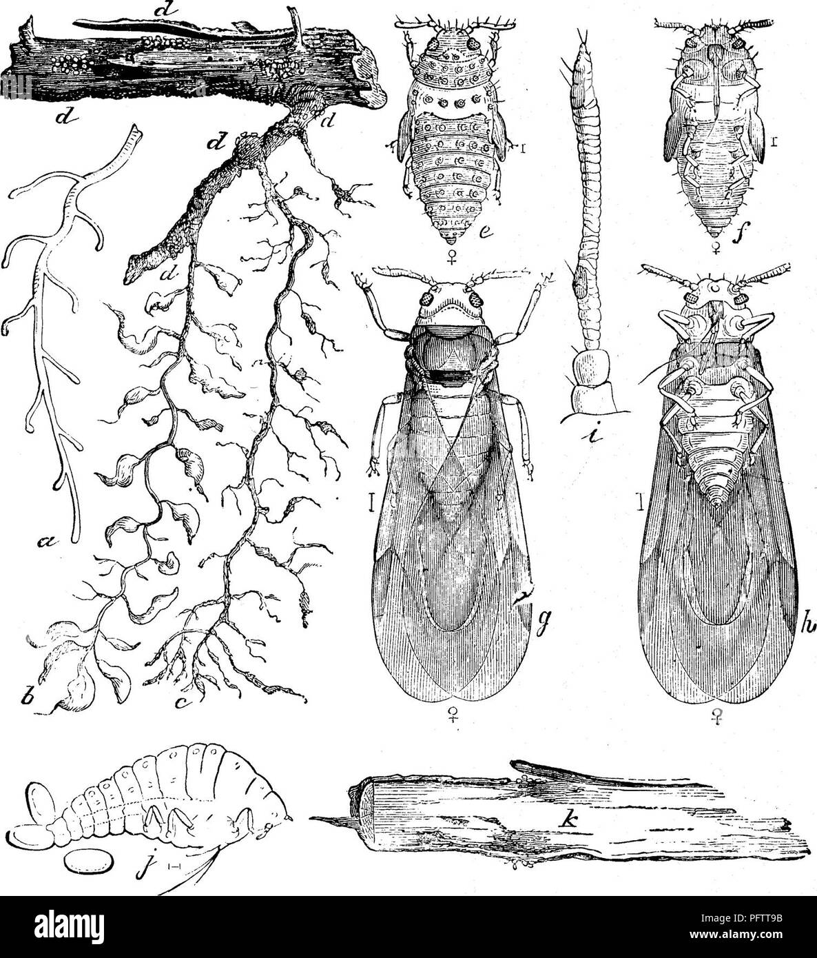 . Insects injurious to fruits. Illustrated with four hundred and forty wood-cuts. Insect pests. 236 INSECTS INJURIOUS TO THE GRAPE. surface of the ground in search of more congenial quarters. During the winter many of them remain torpid, and at that season they assume a dull-brownish color, so like that of the Fig. 243.. roots to which they are attached that they are difficult to discover. They have then the appearance shown at 6 in Fig. 242. With the renewal of growth in the spring, the young lice cast their coats, rapidly increase in size, and appear as shown at e, /, g, in the figure; soon  Stock Photo