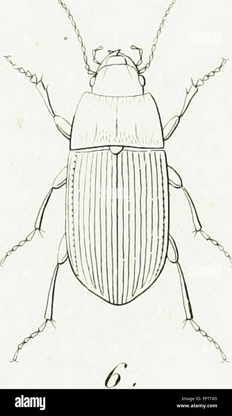 . Iconographie et histoire naturelle des cole?opte?res d'Europe;. Beetles; Entomology. * 1 . A. Eurvuota . 2 . A. Obsolela. 3. A. Similata. 4. A. Saplrvrea 5 . A. Vulgaris. 6. A. Trivialis. IJ. PuTTtenzl jrù /htprt-el se .. Please note that these images are extracted from scanned page images that may have been digitally enhanced for readability - coloration and appearance of these illustrations may not perfectly resemble the original work.. Dejean, Pierre Franc?ois Marie Auguste, comte, 1780-1845. Paris, Me?quignon-Marvis Stock Photo
