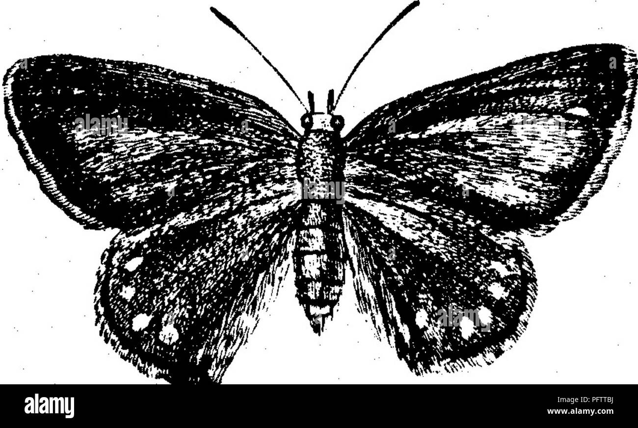 . Insects injurious to fruits. Illustrated with four hundred and forty wood-cuts. Insect pests. ATTACKING THE LEAVES. 219 No. 117.—The Cherry-tree Thecla. Thecla titus Fabr. This is a very pretty little butterfly, better known as Thecla mopsus, (See Fig. 224.) It is of a dark-brown color above, with a row of seven or eight orange-colored spots near the Fig. 224. margin of the hind wings, which are larger and more conspicuous on the under than on the upper side. The wings beneath are light brown, with a row of deep but bright orange spots near the hind margins of both pairs, an inner and more i Stock Photo