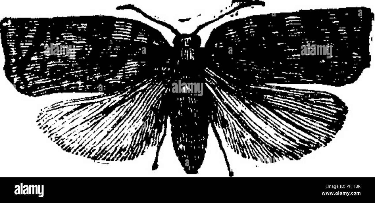 . Insects injurious to fruits. Illustrated with four hundred and forty wood-cuts. Insect pests. 216 INSECTS INJURIOUS TO THE CHERRY. rest, is broad and flat, the outer edge of the fore wings being rounded towards the baseband straight from the middle tO' the tip, and when its wings are spread (see Fig. 222) it meas- ures from three-quarters of au inch to an Fig. 222. , inch across. The fore wings are crossed by irregular wavy bands, alternately of bright ochre-yellow and pale, dull, leaden blue ; the yellow bands are varied with darker spots, the most conspicuous one of which is placed on the  Stock Photo