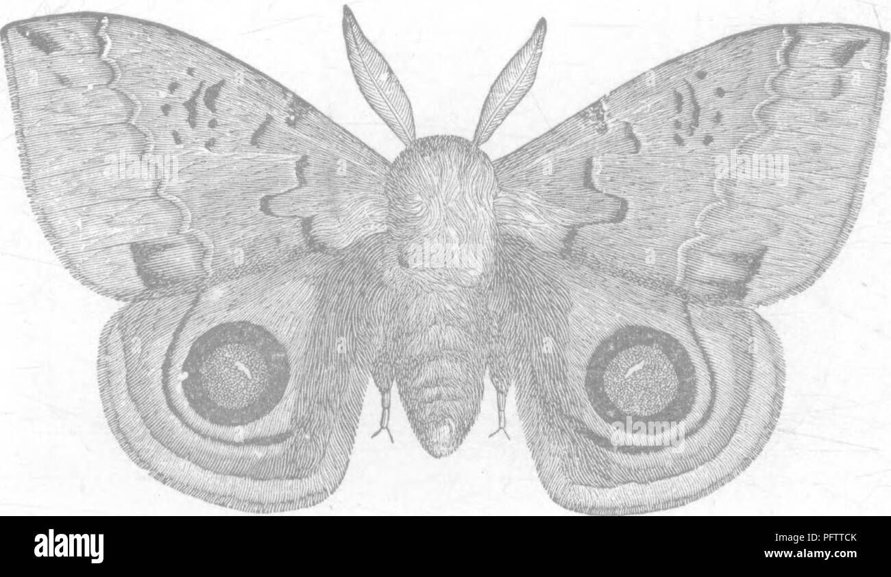 . Insects injurious to fruits. Illustrated with four hundred and forty wood-cuts. Insect pests. ATTACKING THE LEAVES. 209 The insect is a rare one, and not likely ever to occur in sufficient numbers to do much injury. ^^ r^—=. ^ No. 112.—The lo Emperor-moth. / Hypercliiria lo (Linn.). This very beautiful insect appears in June and July. It remains inactive during the day, but flies about after dusk. The sexes differ in both size and color, the male (Fig. 215) Fig. 215.. being the smaller. It is of a deep-yellow color, with purplish- brown markings; on the fore wings are two oblique w^avy line Stock Photo