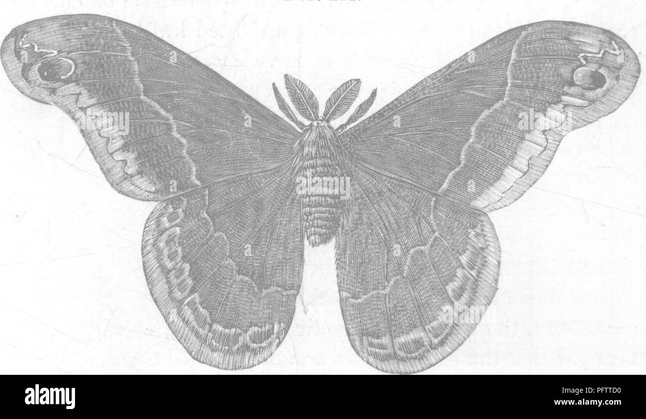 . Insects injurious to fruits. Illustrated with four hundred and forty wood-cuts. Insect pests. 206 INSECTS INJURIOUS TO THE CHERRY. The female lays her eggs in small clusters of ?iYQ or six or more together; they are of a creamy-white color, about oiie- FiG. 211.. sixteenth of an inch in diameter^ with an ochreous-yellow spot on the upper side. They hatch towards the end of July. Fig. 212. Please note that these images are extracted from scanned page images that may have been digitally enhanced for readability - coloration and appearance of these illustrations may not perfectly resemble the o Stock Photo