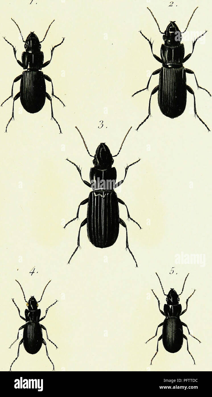 . Iconographie et histoire naturelle des cole?opte?res d'Europe;. Beetles; Entomology. Tor/i. 3. /'L FERONIA.. 1 . F. Corsica. 2 . F. Genei. 5 . F. Pas serin i i 4- F. IVilineata.. 5. F. Plicata. /&gt;ui&gt;/-cc/ scuJp. Please note that these images are extracted from scanned page images that may have been digitally enhanced for readability - coloration and appearance of these illustrations may not perfectly resemble the original work.. Dejean, Pierre Franc?ois Marie Auguste, comte, 1780-1845. Paris, Me?quignon-Marvis Stock Photo