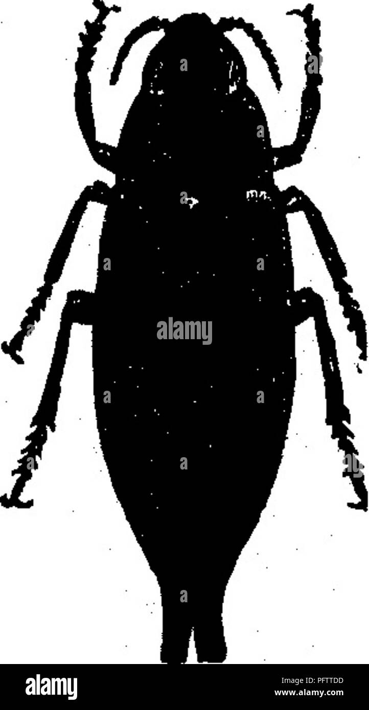 Insects Injurious To Fruits Illustrated With Four Hundred And Forty Wood Cuts Insect Pests Insects Injurious To The Cherry Attacking The Teunk No 104 The Divaricated Buprestis Dicej Ca Divaricata Say This Is A