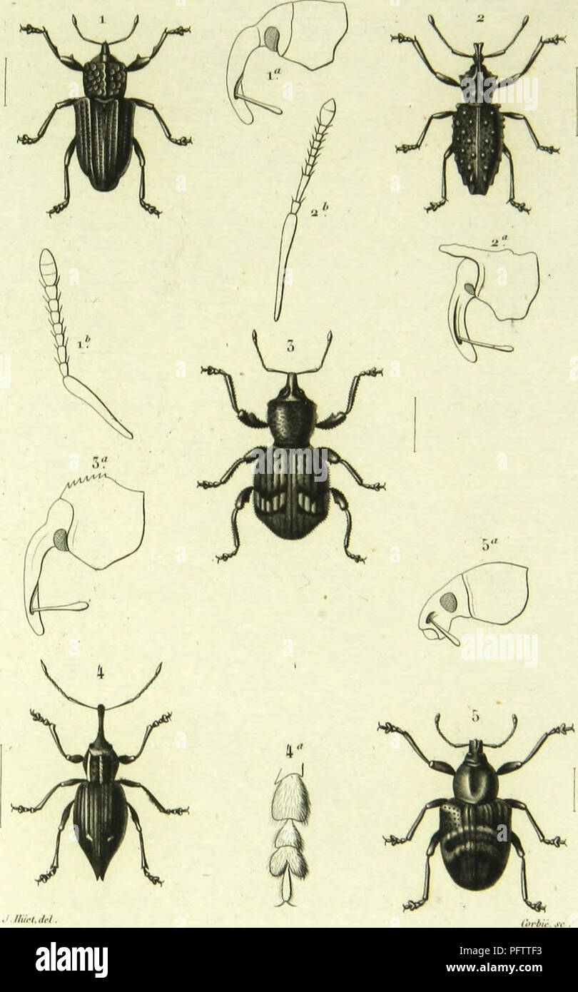 . Histoire naturelle des insectes : genera des coleopteres, ou expose methodique et critique de tous les genres proposes jusqu'ici dans cet ordre d'insects. Beetles. (olco/iliTrj l'I.Ou. 1 ()ll«)l'hinus"seabpii-olli» .Wi/i â J Aiiclioiius coriMilus ScUi. 3 ("volod'l-es Biulk'i A-lili i Solcnorlùuus popin-r ,ii/iA :> ll;i|ll(l|IUS llolirniiuù .M. Please note that these images are extracted from scanned page images that may have been digitally enhanced for readability - coloration and appearance of these illustrations may not perfectly resemble the original work.. Lacordaire, Th Stock Photo