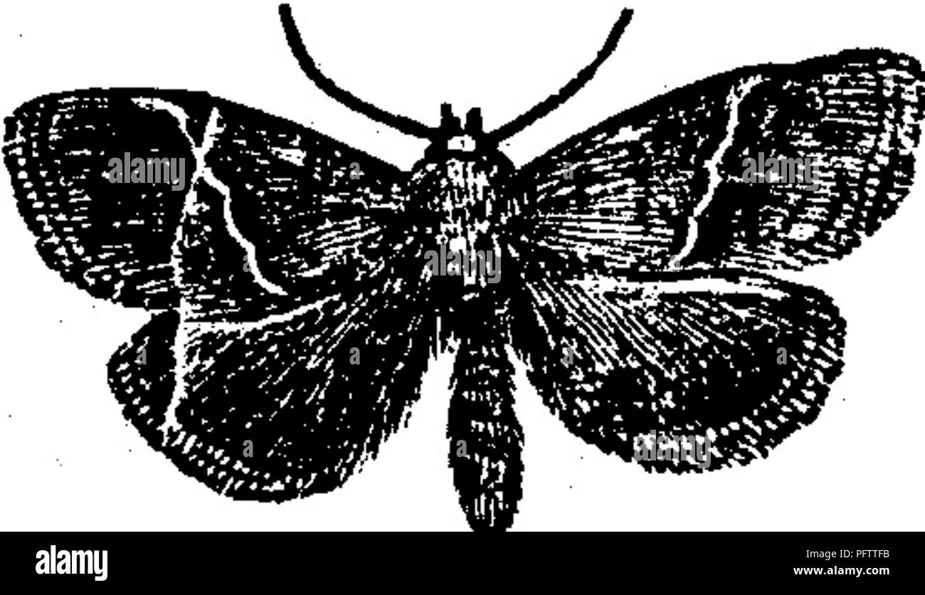 . Insects injurious to fruits. Illustrated with four hundred and forty wood-cuts. Insect pests. ATTACKING THE LEAVES. 179 Fig. 190. Two other moths have been observed devouring plum leaves, but not in sufBcient numbers to attract much attention. The first is Lithacodes fasciola Boisd., the larva of which is small, of a uniform green color, and spins a small, oval, brown cocoon between the leaves. The moth is shown in Fig. 190. The other is a tufted caterpillar, the larva of Parorgyia parallela G. &amp; R.; it is densely covered with light-brown hairs, and has two black pencils of long hairs pr Stock Photo