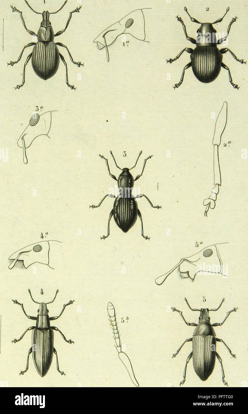 . Histoire naturelle des insectes : genera des coleopteres, ou expose methodique et critique de tous les genres proposes jusqu'ici dans cet ordre d'insects. Beetles. CilU'Opl'cfl-.t PI. 6a.. 1 Cnlapionus lu.sili&lt;.i,Â» .w,y, 5 Sravgops cyolopÂ» ,IV/.A, 2 l'Ialvcopi'S spniluilnius AU,  l.issoi-hiiius Kryi ,Wi/.. 5 Apoloimull'I'CS nllM.ailÂ» /.,!.â .n ,71.. Please note that these images are extracted from scanned page images that may have been digitally enhanced for readability - coloration and appearance of these illustrations may not perfectly resemble the original work.. Lacordaire, Theodo Stock Photo