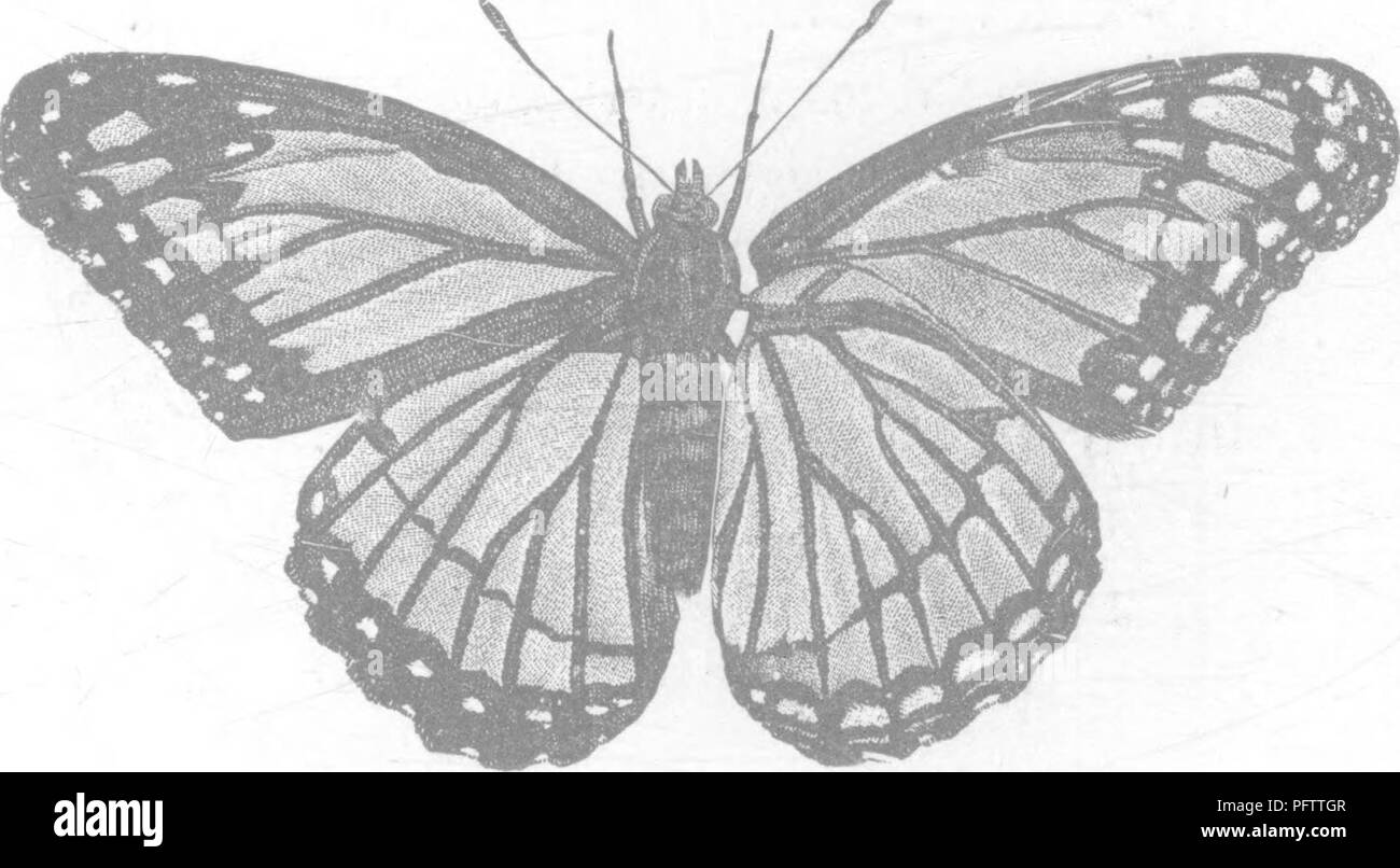 . Insects injurious to fruits. Illustrated with four hundred and forty wood-cuts. Insect pests. chrysalis, in which state it continues about ten days, when the perfect insect escapes. —-^ This is a small moth (Fig. 177), which measures, when its wings are spread, from three-quarters of an inch to an inch across. It is of a pale ochreous color, with reddish-brown lines and dots, a ring on the discal space, and just beyond it a dark, lead- colored band, which becomes an almost square patch on the inner angle and is continuous with a broad band of the same color on the hind wings. The moths are o Stock Photo