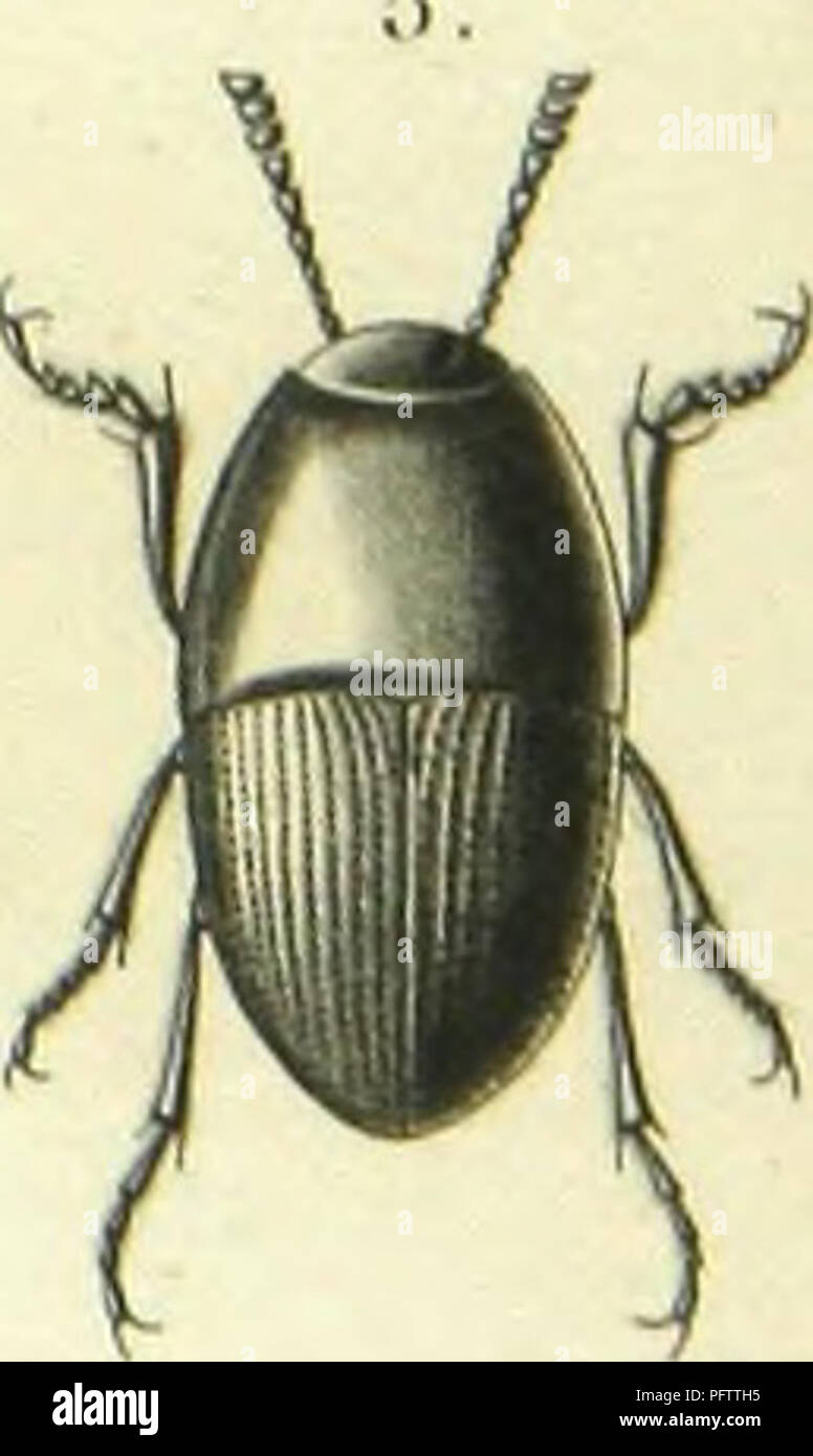 . Histoire naturelle des insectes : genera des coleopteres, ou expose methodique et critique de tous les genres proposes jusqu'ici dans cet ordre d'insects. Beetles. I. IViicl.i (ââ,â¢â,./,â Â«;â /, -. I'lcri.|.cl(i-iis vâlk.TM A///,; 2. |). (),..â. Please note that these images are extracted from scanned page images that may have been digitally enhanced for readability - coloration and appearance of these illustrations may not perfectly resemble the original work.. Lacordaire, Theodore, 1801-1870; Chapuis, F. (FeÌlicien), 1824-1879. Paris : Librairie Encyclopediaque de Roret Stock Photo