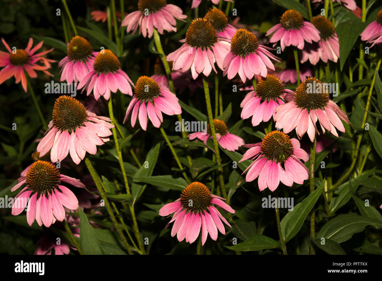 Purple Coneflower (Echinacea purpurea Stock Photo Alamy
