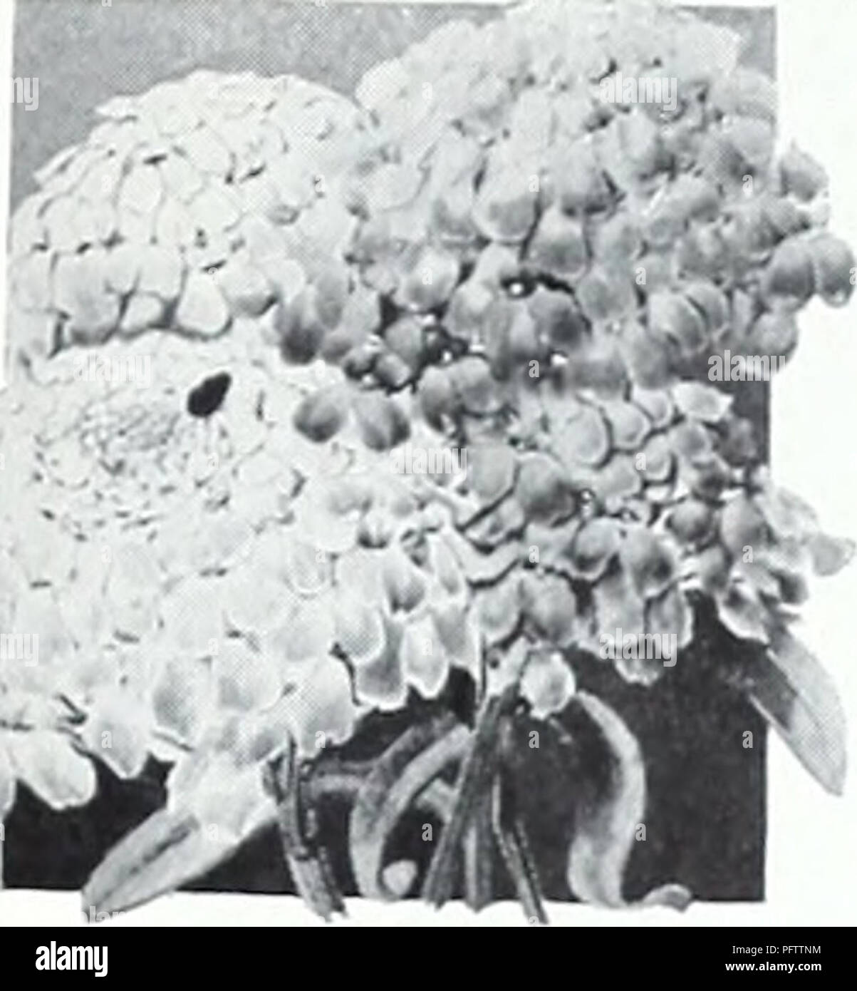 Calendula, Calendula officinalis – Wisconsin Horticulture