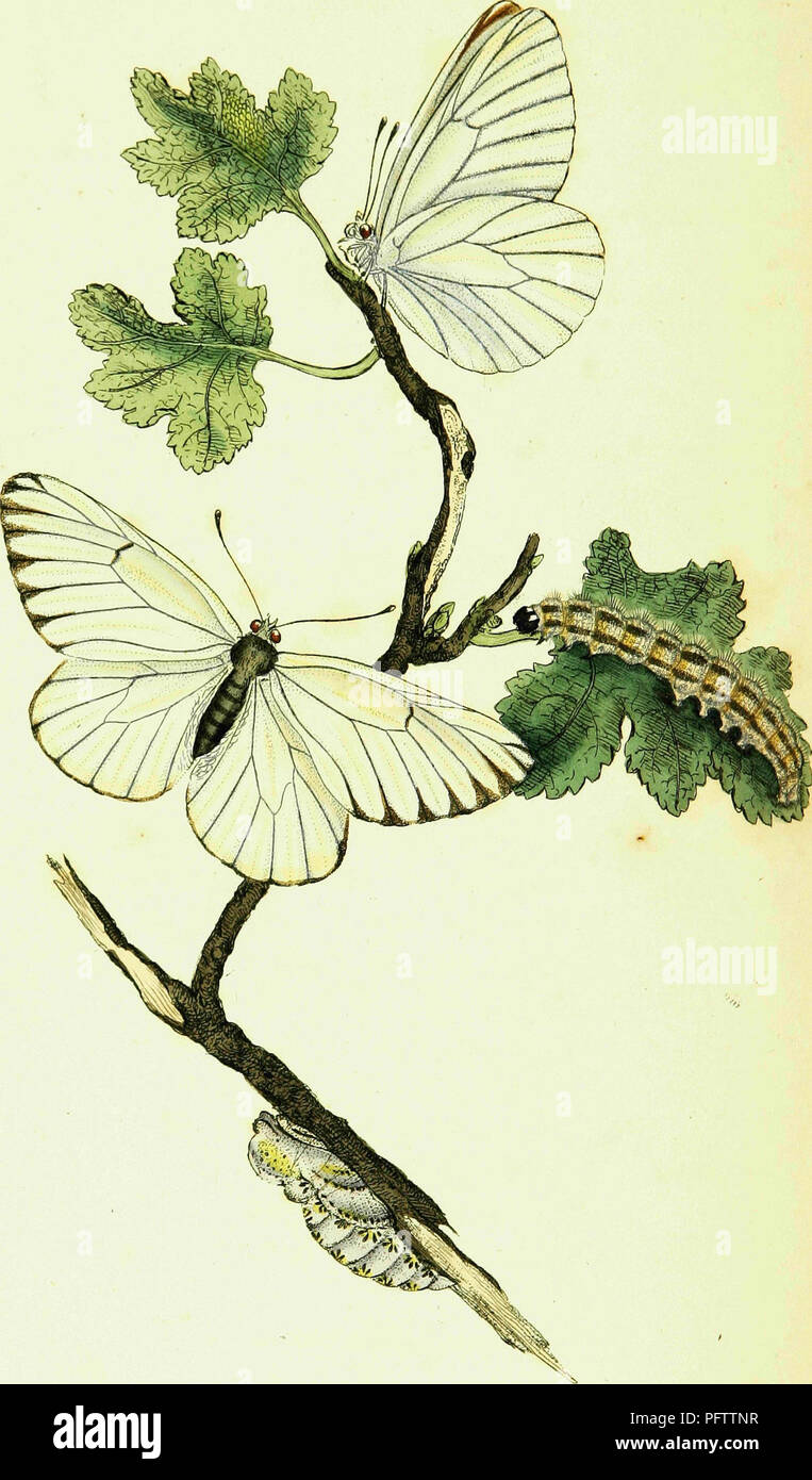 This work explores the natural history of British insects, detailing ...