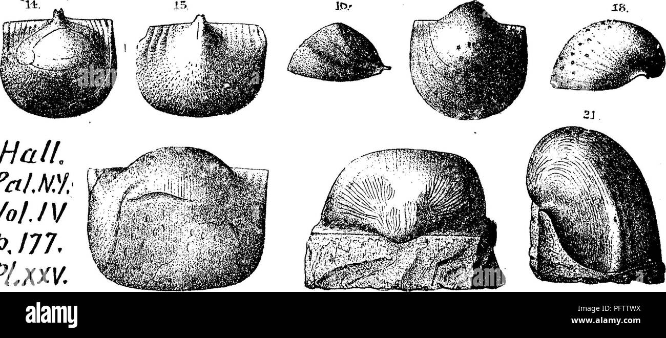 N More Cuts High Resolution Stock Photography And Images Alamy