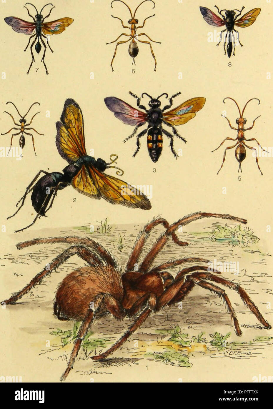 . American spiders and their spinning work. A natural history of the orbweaving spiders of the United States, with special regard to their industry and habits. Spiders. PLATE V.. SOME HYMENOPTEROUS ENEMIES OF SPIDERS. 1, EURYPELMA HENTZII. 2, PEPSIS FORMOSA. 3, ELIS 4-NOTATA. 4, PEZOMACHUS MEABILIS. 5, PEZOMACHUS DIMIDIATUS. 6, PEZOMACHUS GRACILIS. 7, CHALYBION C/ERULEUM 8, Trypoxylon politum.. Please note that these images are extracted from scanned page images that may have been digitally enhanced for readability - coloration and appearance of these illustrations may not perfectly resemble t Stock Photo