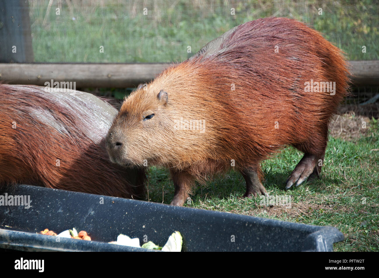Yorkshire Wildlife Park, Doncaster, South Yorkshire is the home to hundreds  of animals of many different species and is open to the public Stock Photo  - Alamy