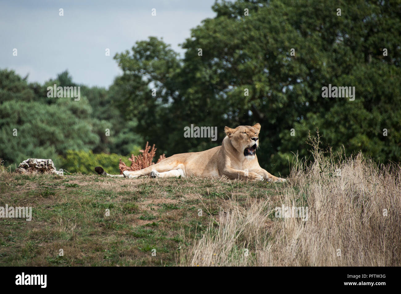 Lions at yorkshire wildlife park hi-res stock photography and images ...