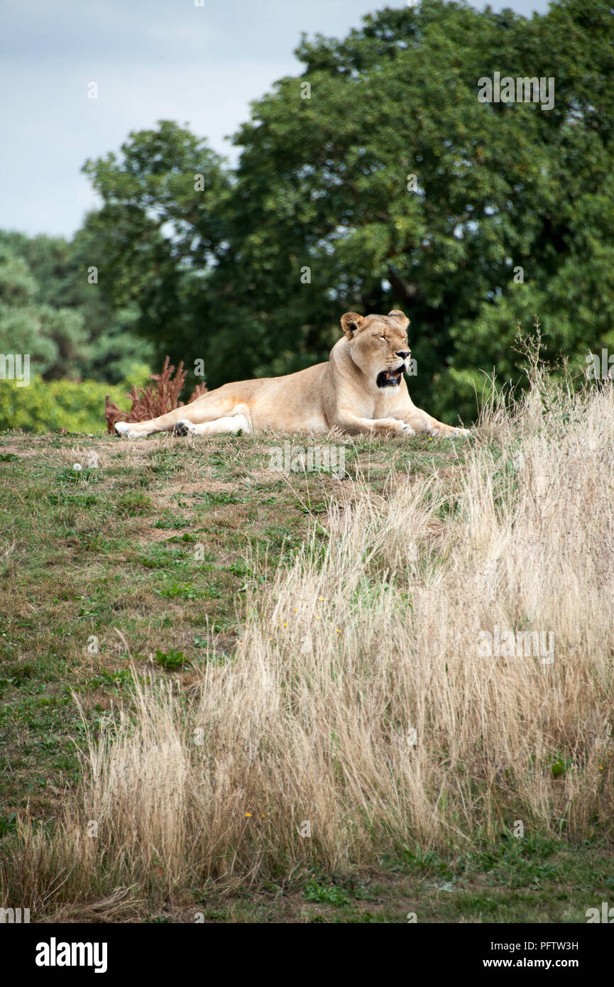 Lions at yorkshire wildlife park hi-res stock photography and images ...