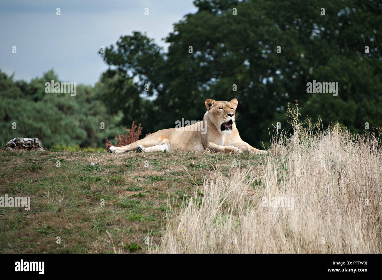 Lions at yorkshire wildlife park hi-res stock photography and images ...