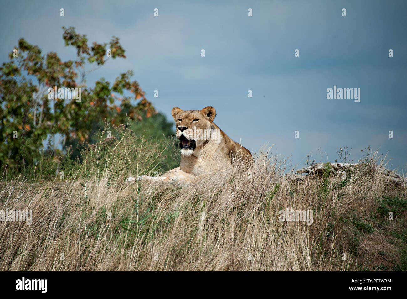Lions at yorkshire wildlife park hi-res stock photography and images ...